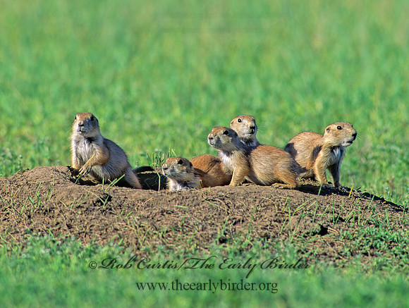 Cynomys ludovicianus  BLACK-TAILED PRAIRIE DOG 134504z