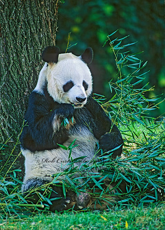 Ailuropoda melanoleuca  GIANT PANDA 159536-1z