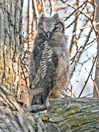Bubo virginianus GREAT HORNED OWL 3048422z