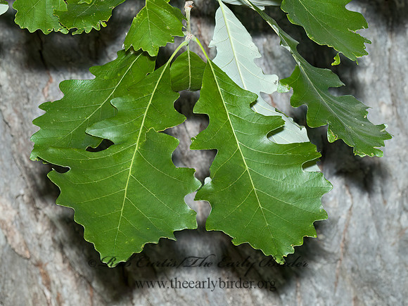 Quercus alba  WHITE OAK 5009095z
