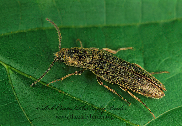 Ctenicera cylindriformis 265924z
