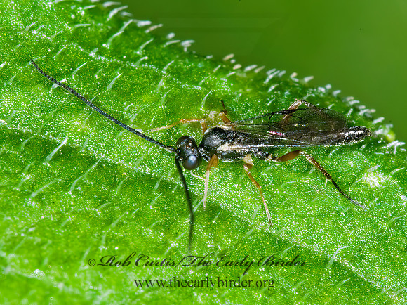 Campopleginae 6016612z