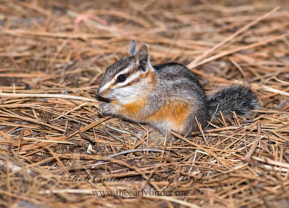 Neotamias dorsalis  CLIFF CHIPMUNK 6026948z