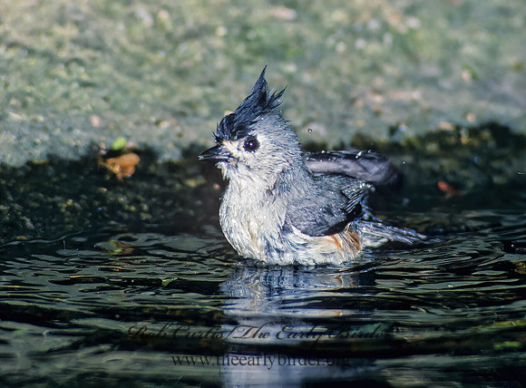 Baeolophus atricristatus   BLACK-CRESTED TITMOUSE 89813z