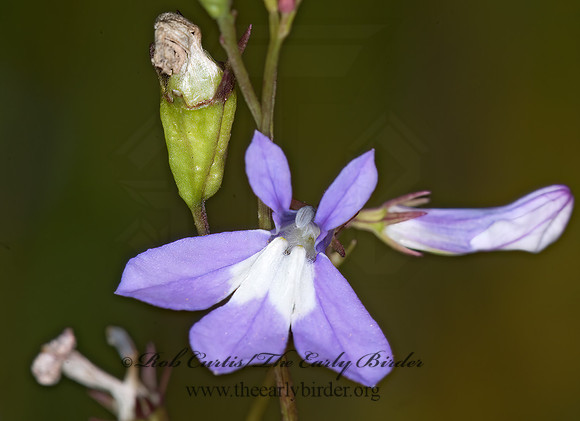 Lobelia kalmii  BOG LOBELIA 6015205z