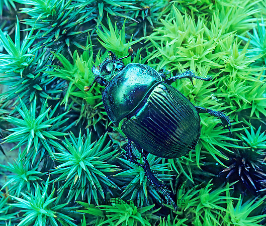 Geotrupes splendidus 177021 z