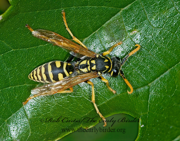 Polistes dominulus  EUROPEAN PAPER WASP 6015740z