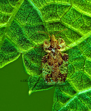 Corythucha mollicula  LACE BUG~ 177902 z