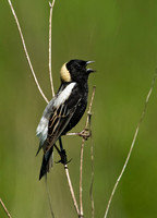 Dolichonyx oryzivorus  BOBOLINK