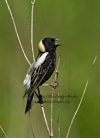Dolichonyx oryzivorus  BOBOLINK 8004271z
