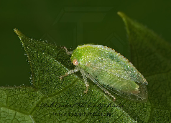 Atymna querci 8004606 Fz