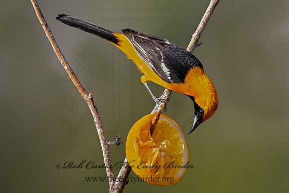 Icterus cucullatus  HOODED ORIOLE 3032354z