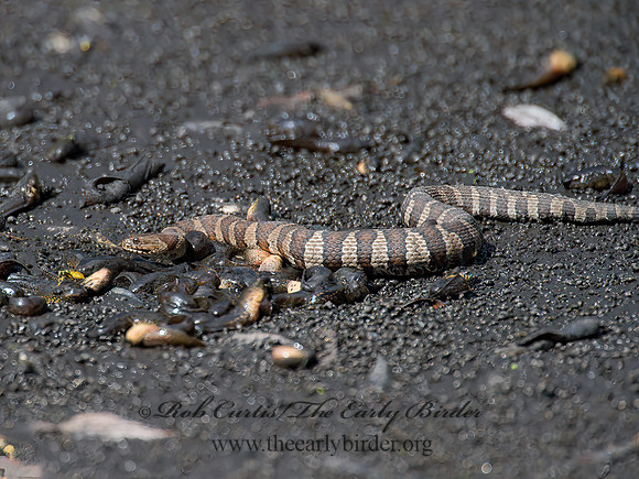 Nerodia sipedon  NORTHERN WATER SNAKE 9014489z