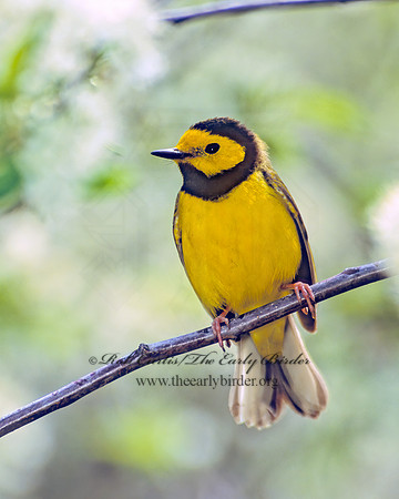 Setophaga citrina  HOODED WARBLER 307724z