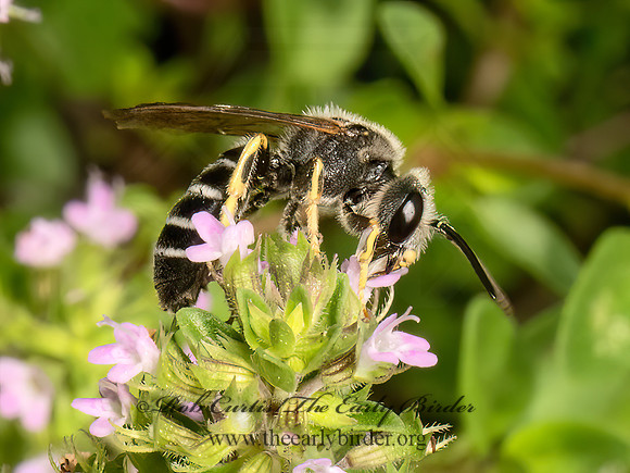 Halictus rubicundus  ORANGE-LEGGED FURROW BEE 9069273z