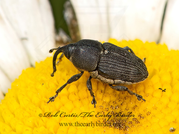 Odontocorynus salebrosus  FLOWER WEEVIL 9068955z