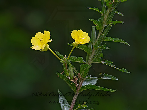 Oenothera biennis  COMMON EVENING PRIMROSE 6041268z