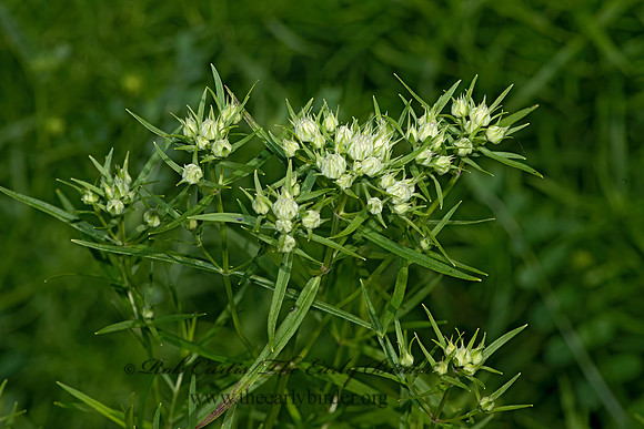 Pycnanthemum tenuifolium  MOTHERWORT 9068911-z