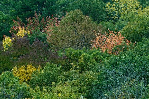 FALL COLORS  7017152z