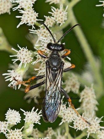 Sphex nudus  KATYDID WASP 9051159z