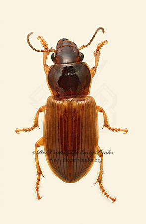 Anisodactylus sanctaecrucis 9019607z