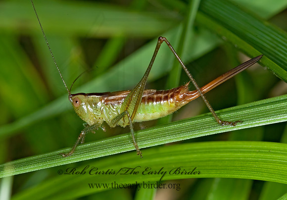 Conocephalus brevipennis  SHORT-WINGED MEADOW GRASSHOPPER  6014852z