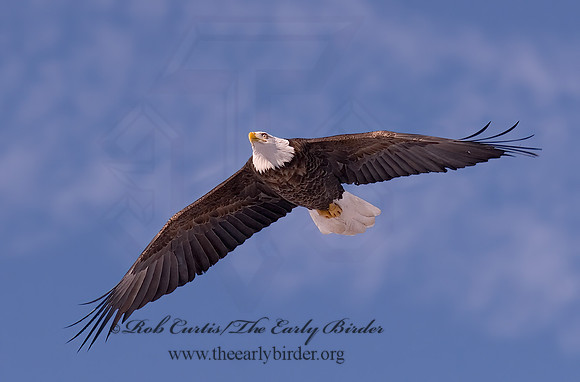 Haliaeetus leucocephalus  BALD EAGLE 6020620z
