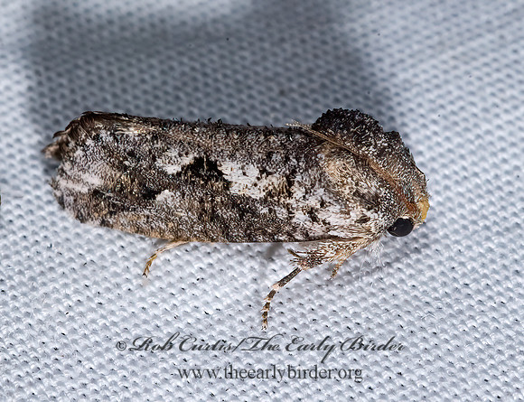 Acrolophus TUBEWORM MOTH  7008712z