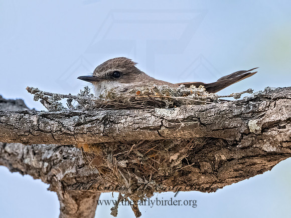 Pyrocephalus rubinus  VERMILION FLYCATCHER 3034579Z