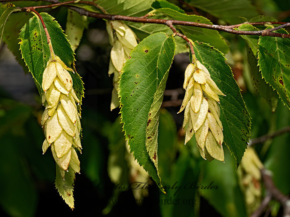 Ostrya virginiana  AMERICAN HOP HORNBEAM 9069280z