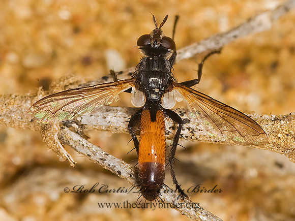 Cylindromyia  TACHINID FLY  8017674z
