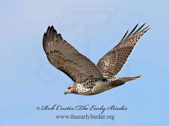 Buteo jamaicensis  RED-TAILED HAWK 9070290z