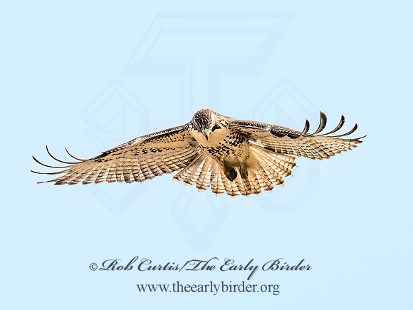 Buteo jamaicensis  RED-TAILED HAWK 9070341z