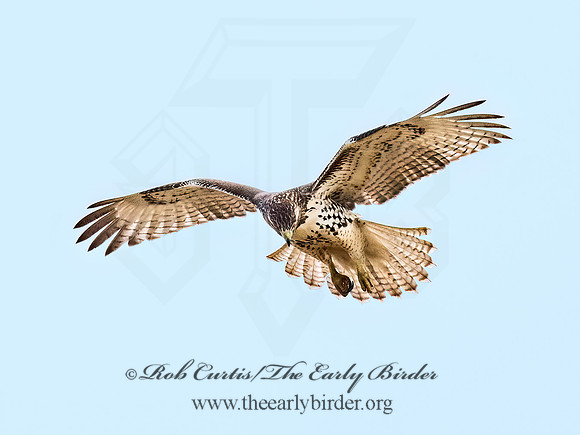 Buteo jamaicensis  RED-TAILED HAWK 9070324z