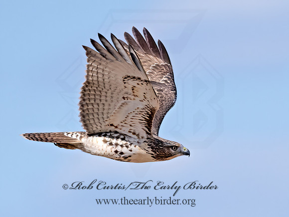Buteo jamaicensis  RED-TAILED HAWK 9070365z