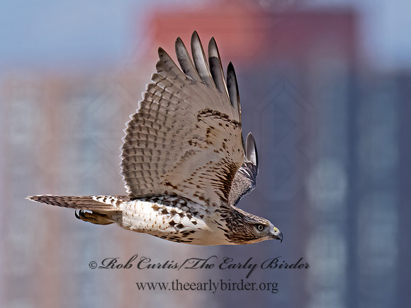 Buteo jamaicensis  RED-TAILED HAWK 9070368z