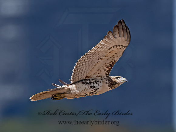 Buteo jamaicensis  RED-TAILED HAWK 9070374z