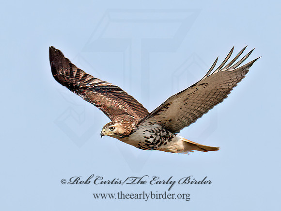 Buteo jamaicensis  RED-TAILED HAWK 9070752z