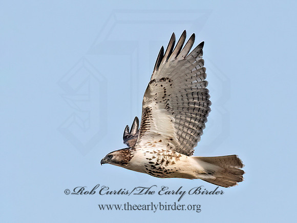 Buteo jamaicensis  RED-TAILED HAWK 9070756z
