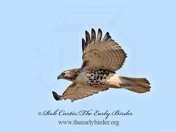 Buteo jamaicensis  RED-TAILED HAWK 9070757z