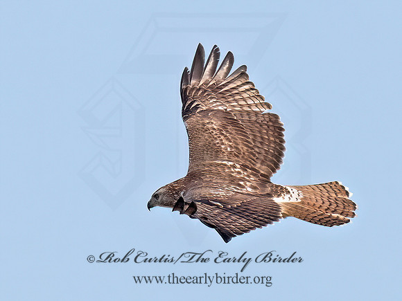 Buteo jamaicensis  RED-TAILED HAWK 9070758z
