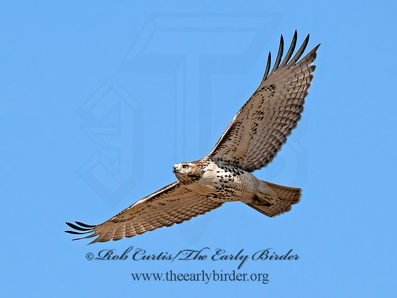 Buteo jamaicensis  RED-TAILED HAWK 9070407z