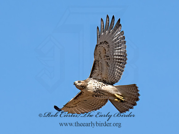 Buteo jamaicensis  RED-TAILED HAWK 9070416z
