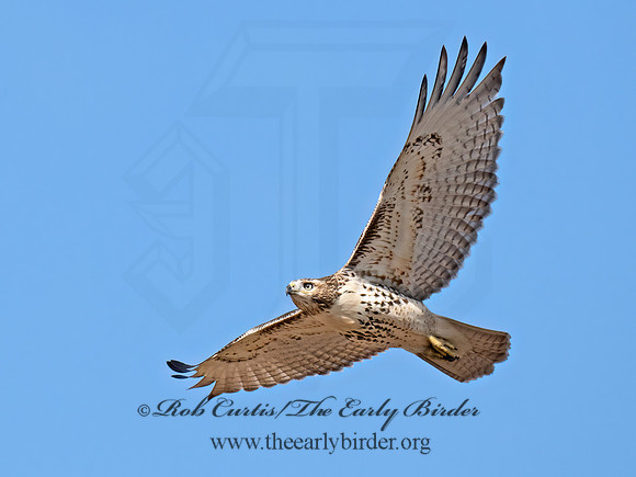 Buteo jamaicensis  RED-TAILED HAWK 9070412z