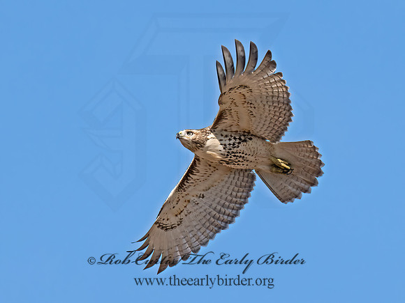 Buteo jamaicensis  RED-TAILED HAWK 9070417z