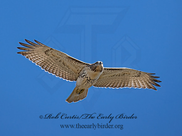 Buteo jamaicensis  RED-TAILED HAWK 9070432z