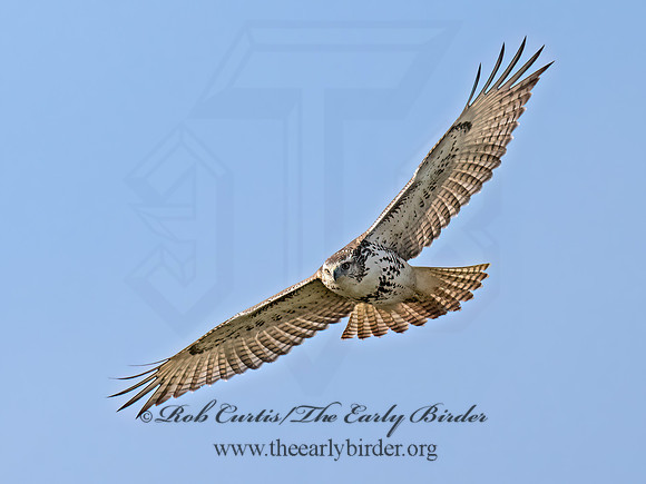 Buteo jamaicensis  RED-TAILED HAWK 9070730z
