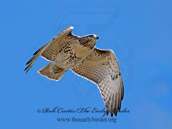 Buteo jamaicensis  RED-TAILED HAWK 9070437z