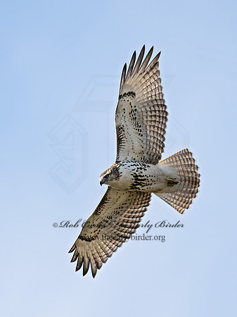 Buteo jamaicensis  RED-TAILED HAWK 9070734z