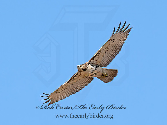 Buteo jamaicensis  RED-TAILED HAWK 9070402z